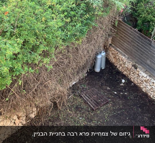 שיחים ירוקים, אדמה חשופה, גדר עץ ואבנים